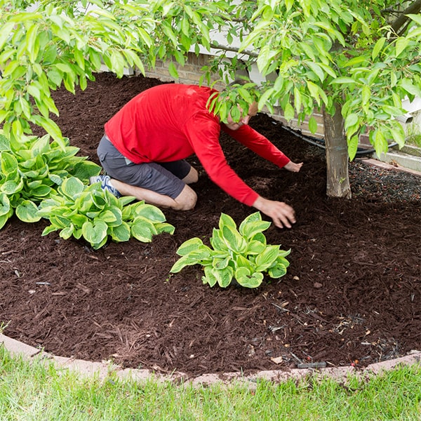 mulch installation helps to improve soil fertility, promote healthy root growth, and protect plants from temperature extremes